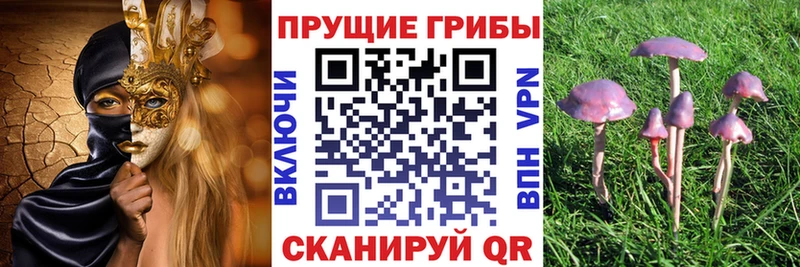 Псилоцибиновые грибы Psilocybine cubensis  Алупка 